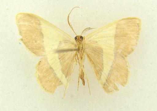 Plutodes Guenée, 1857 - Plutodes sp.1 female underside