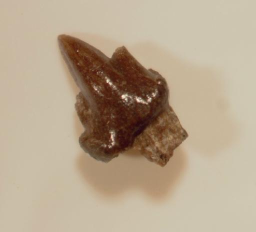 Kuehneotherium Kermack et al, 1968 - NHMUK PV M 92395