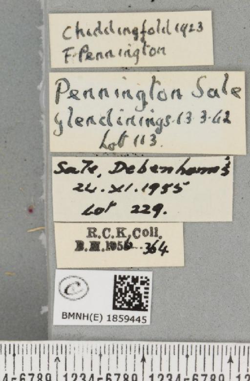 Pseudopanthera macularia ab. radiata-interrupta Loritz, 1947 - BMNHE_1859445_label_430075