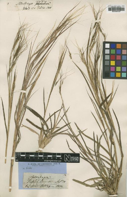 Heteropogon contortus (L.) Roem. & Schult. - BM000991827