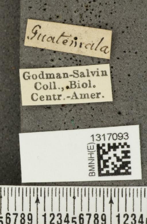 Calligrapha (Polyspila) multiguttata Stål, 1859 - BMNHE_1317093_label_15907