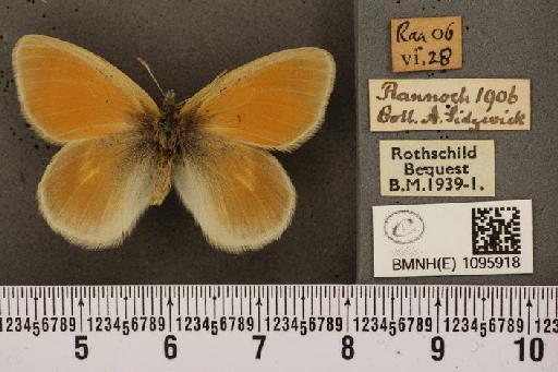 Coenonympha tullia scotica (Müller, 1764) - BMNHE_1095918_7067