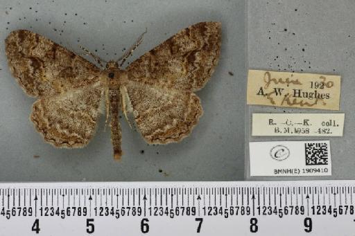 Alcis repandata repandata (Linnaeus, 1758) - BMNHE_1909410_473277