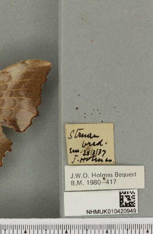 Laothoe populi populi (Linnaeus, 1758) - NHMUK_010420949_label_525889