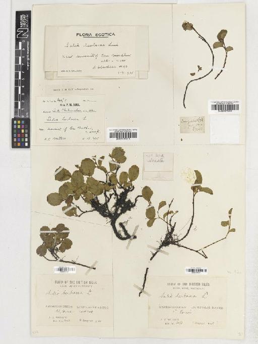 Salix herbacea L. - BM001074253