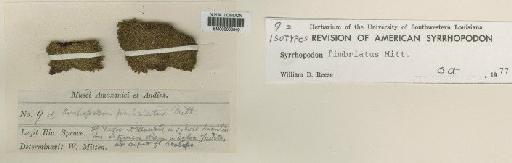 Syrrhopodon fimbriatus Mitt. - BM000663840