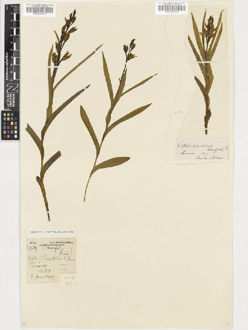 Cephalanthera longifolia (L.) Fritsch - BM000955013