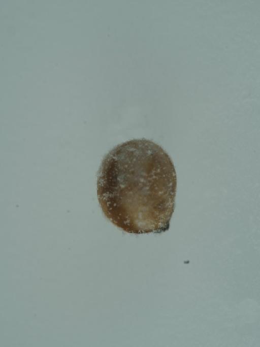 Theridiosoma gemmosum (L. Koch, 1878) - 014537352_4