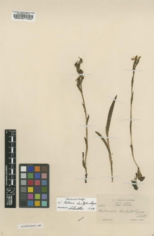 Habenaria dactylostigma Schltr. - BM000033877