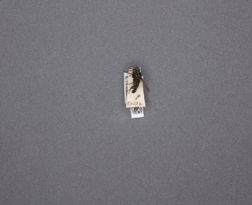 Sarcophaga (Thyrsocnema) incisilobata Pandelle, 1896 - 015093437_234562_1297059