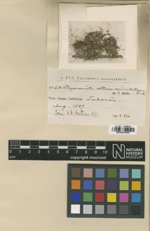 Funaria obtuso-apiculata (Müll.Hal.) Broth. - BM000873459_a