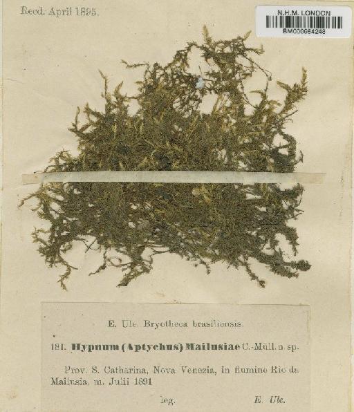 Sematophyllum caespitosum (Hedw.) Mitt. - BM000964248