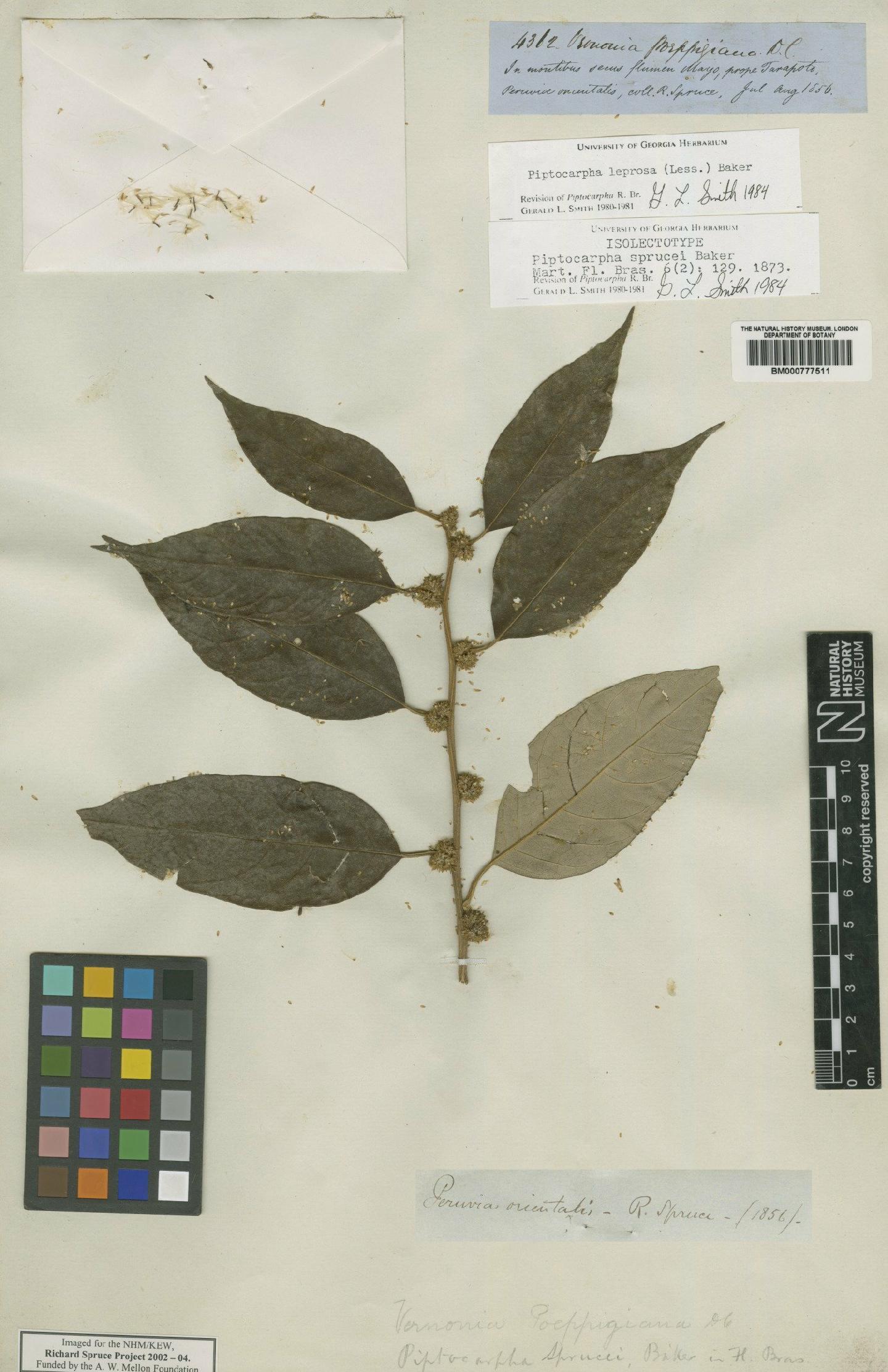 To NHMUK collection (Piptocarpha leprosa (Less) Baker; Type; NHMUK:ecatalogue:4676975)