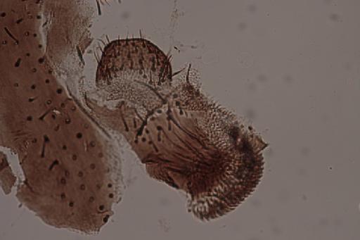 Simulium (Trichodagmia) tarsatum species group Tarsatum Macquart, 1846 - 010195847_Simulium_Trichodagmia_tarsatum_cercus paraproct