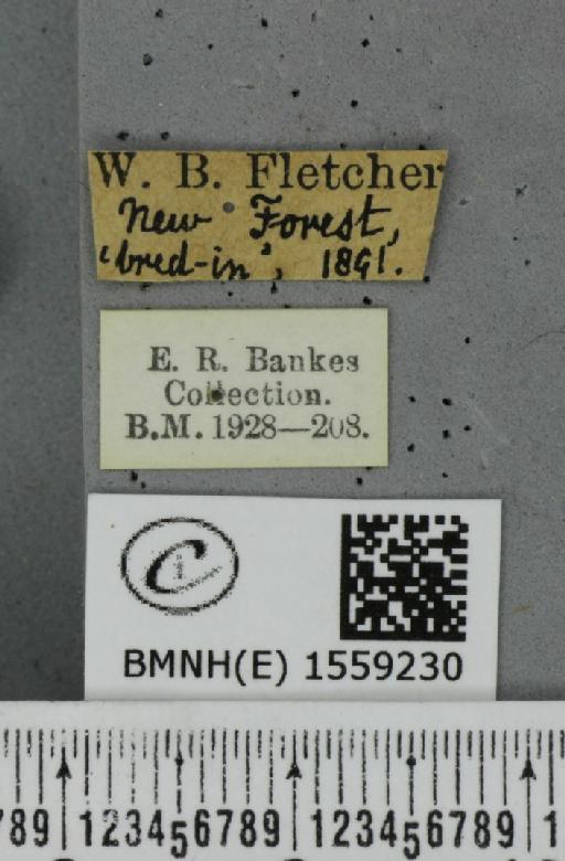 Lymantria monacha ab. mediofasciata Lempke, 1947 - BMNHE_1559230_label_251954