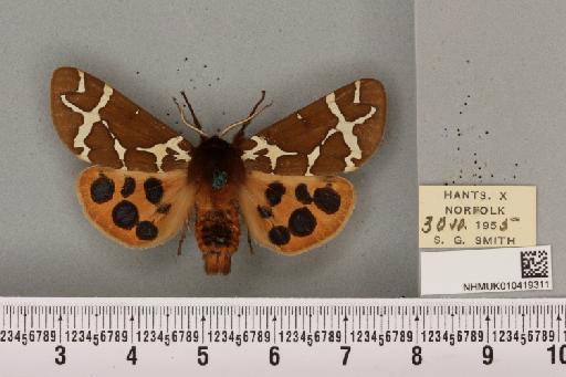 Arctia caja (Linnaeus, 1758) - NHMUK_010419311_532201