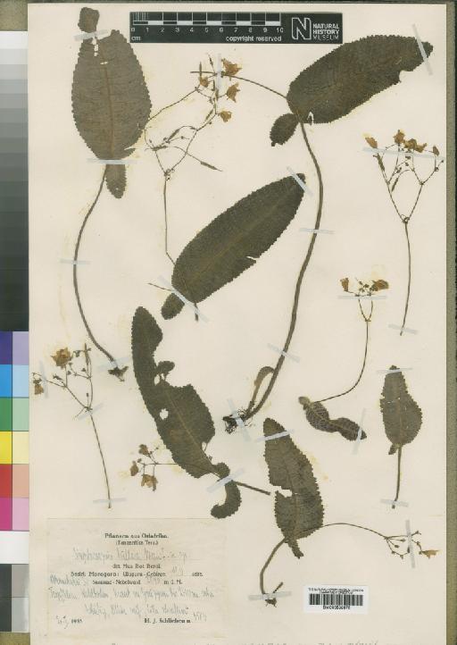 Streptocarpus bullatus Mansf - BM000930976