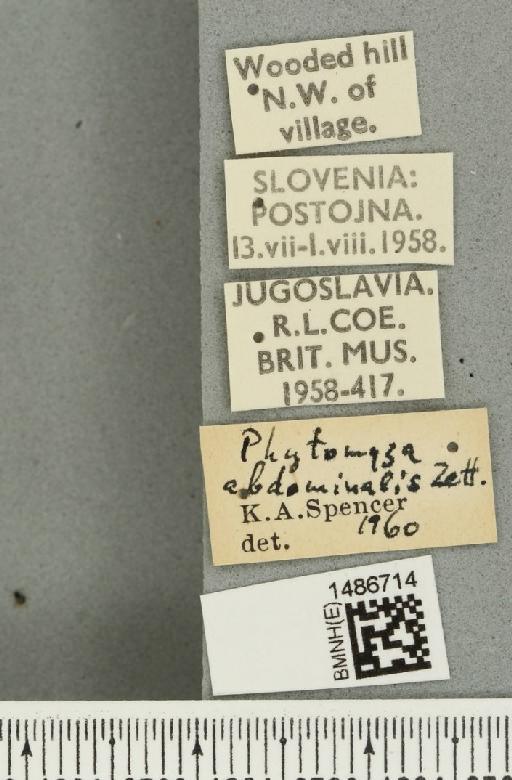 Phytomyza abdominalis Zetterstedt, 1848 - BMNHE_1486714_label_52965