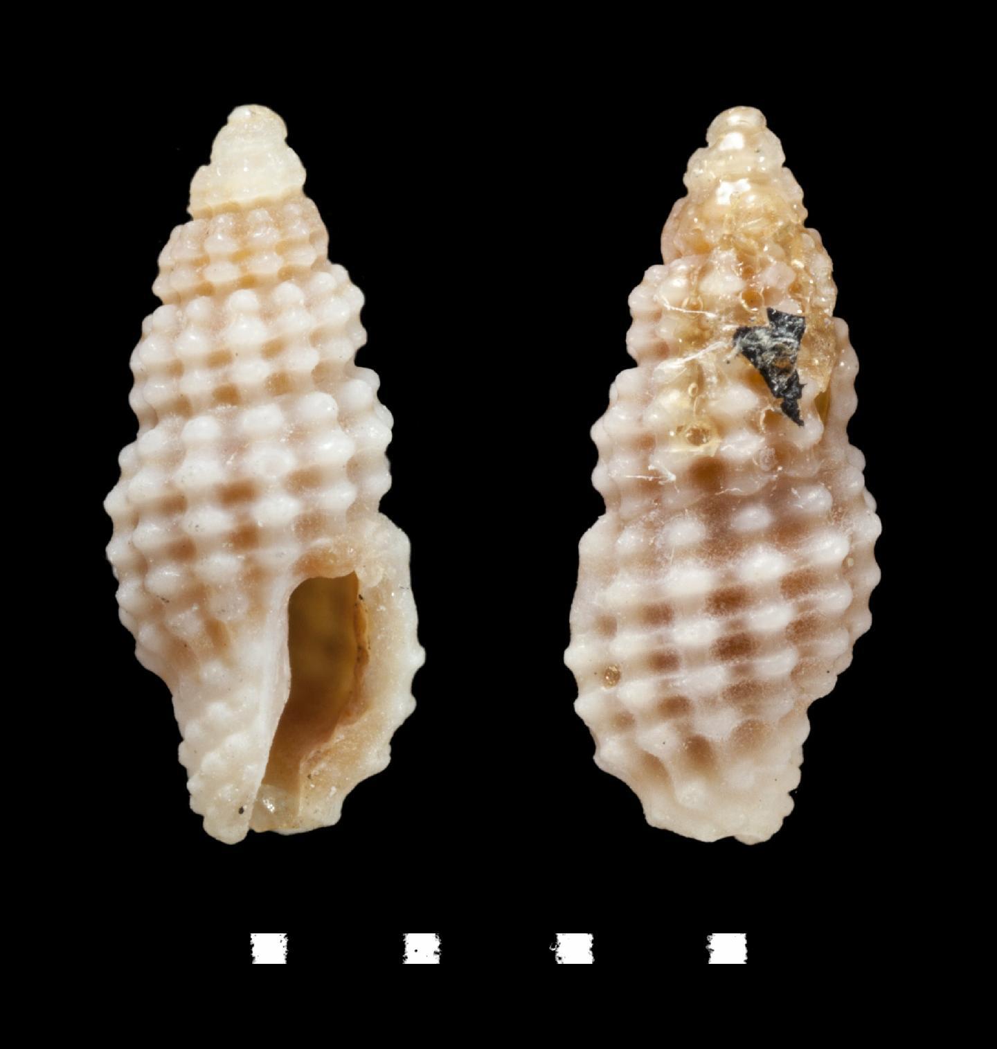 To NHMUK collection (Clathurella martensi G. Nevill & H. Nevill, 1875; SYNTYPE(S); NHMUK:ecatalogue:2482785)