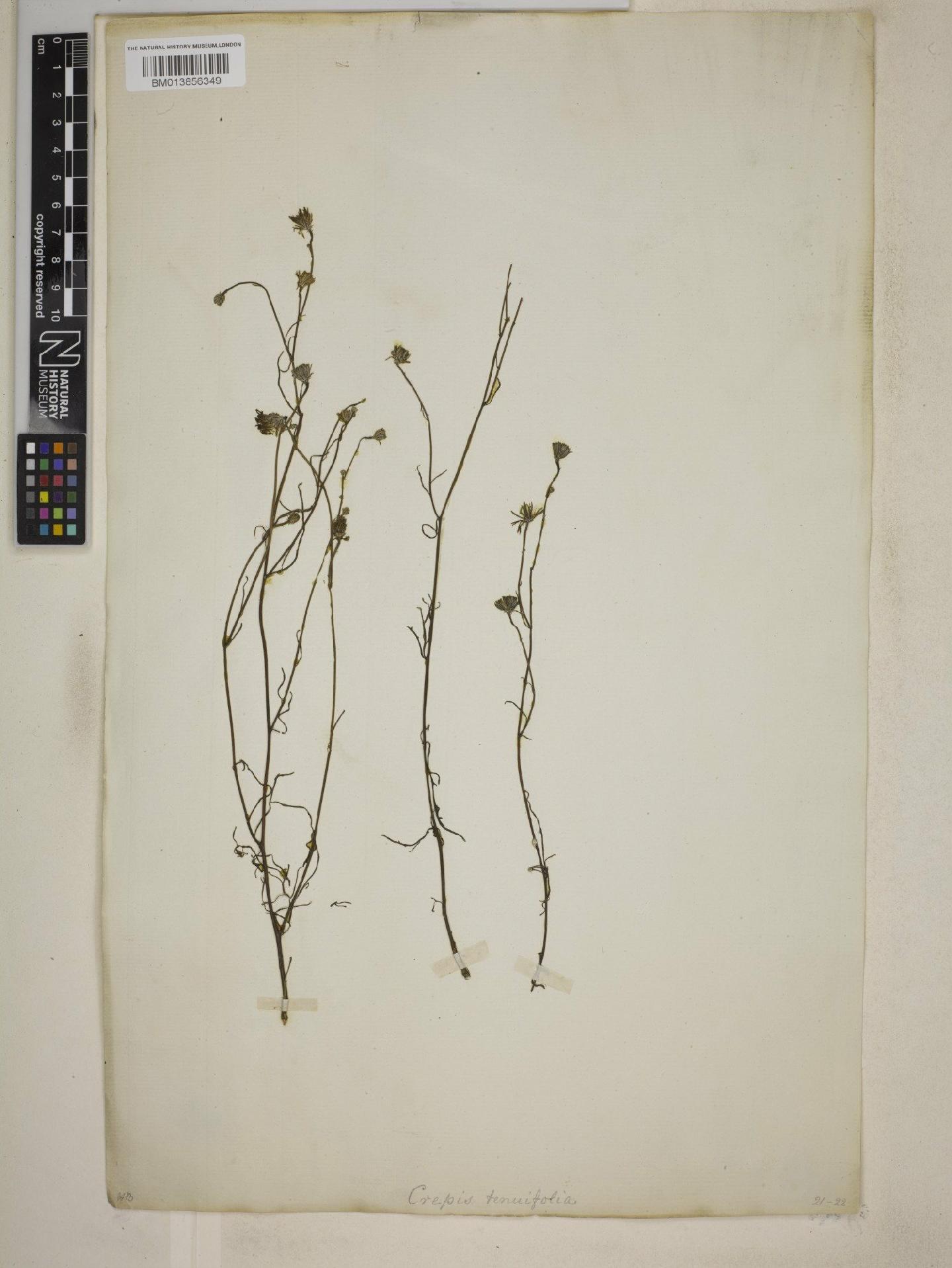 To NHMUK collection (Tolpis pectinata DC.; NHMUK:ecatalogue:9073379)