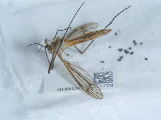 Tipula (Lunatipula) vernalis Meigen, 1804 - 015111776_2