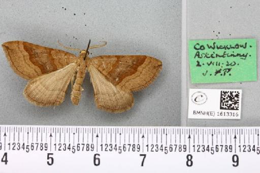 Scotopteryx chenopodiata (Linnaeus, 1758) - BMNHE_1613316_306030