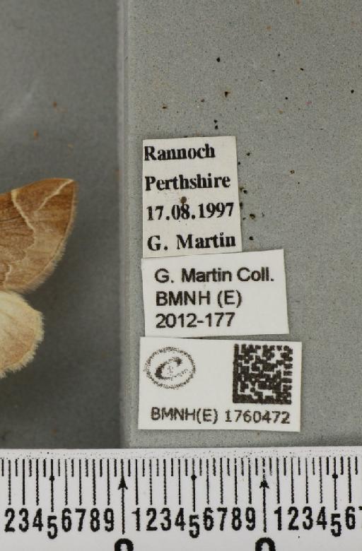 Eulithis testata (Linnaeus, 1761) - BMNHE_1760472_label_343259