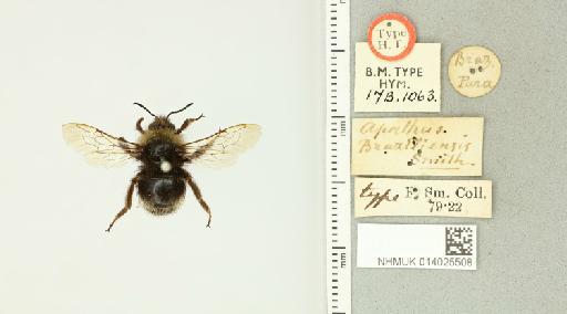 Bombus brasiliensis (Smith, F., 1854) - 014025508_835003_1624885-