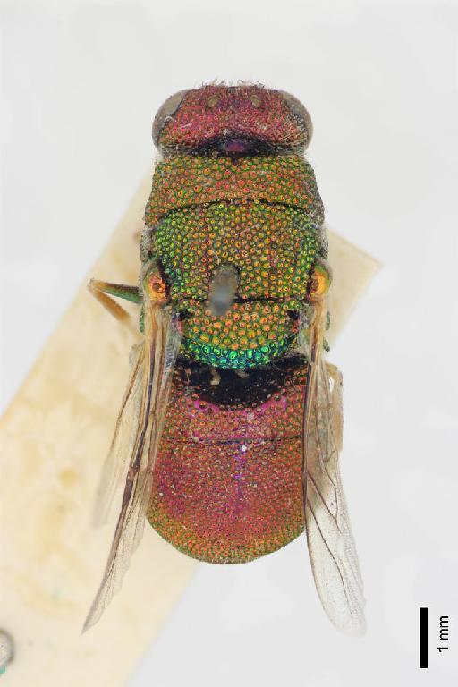 Chrysis harmeri Mocsary, A., 1914 - Chrysis_harmeri-BMNH(E)#970904_type-dorsal-1_25X