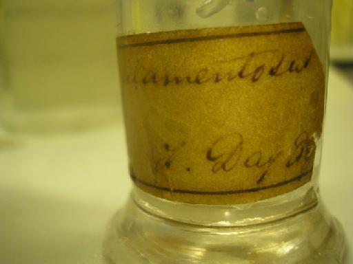 Puntius filamentosus (Valenciennes in Cuvier & Valenciennes, 1844) - paper label on broken bottle 1