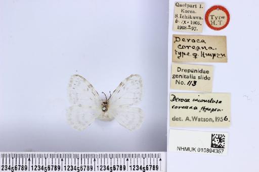 Deroca coreana Hampson, 1914 - NHMUK010894357_D_coreana_T_dorsal_and_labels