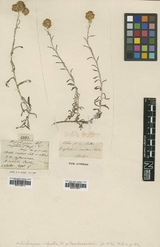 Helichrysum stoechas subsp. barrelieri Nyman - BM001025771