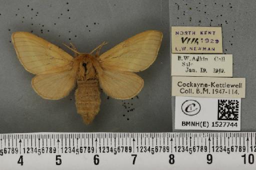 Malacosoma castrensis ab. taraxacoides Bellier, 1851 - BMNHE_1527744_199394