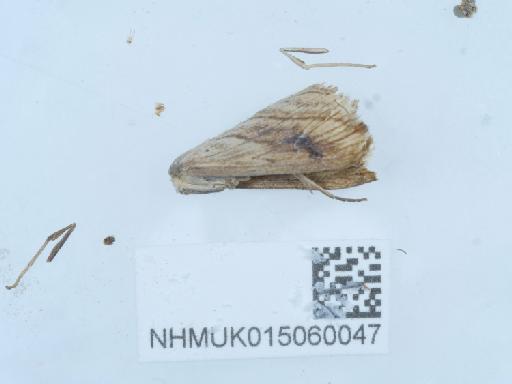 Evergestis forficalis (Linnaeus, 1758) - 015060047_1