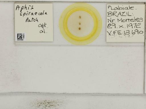 Aphis (Medoralis) spiraecola Patch, 1914 - 014226541_112528_1093088_157792_NoStatus