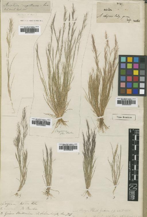 Aristida capillacea Lam. - BM000938584