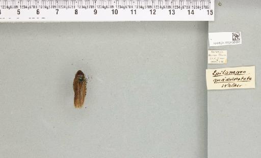 Rhabdoblatta quadrinotata (Walker, 1868) - 012496008_111989_87839