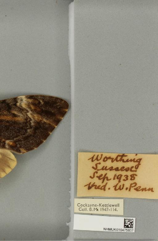 Acherontia atropos ab. diluta Closs, 1911 - NHMUK_010475837_label_527328