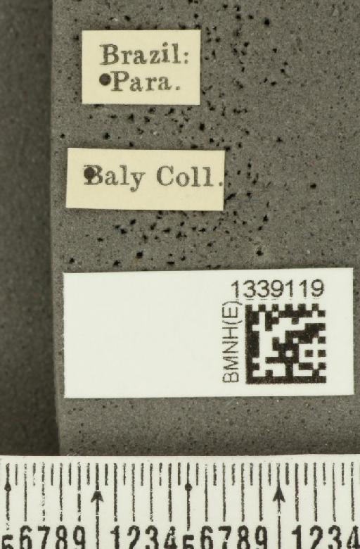 Acalymma bivittulum amazonum Bechyné, 1958 - BMNHE_1339119_label_20524