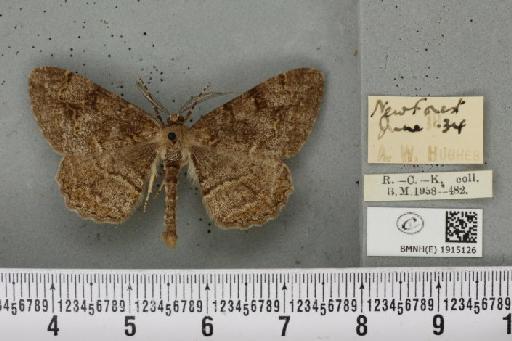 Alcis repandata repandata (Linnaeus, 1758) - BMNHE_1915126_478965