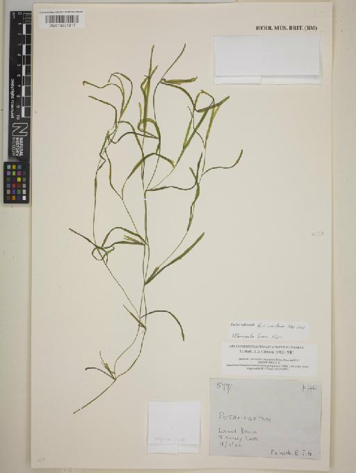 Potamogeton friesii Rupr. - BM013391617