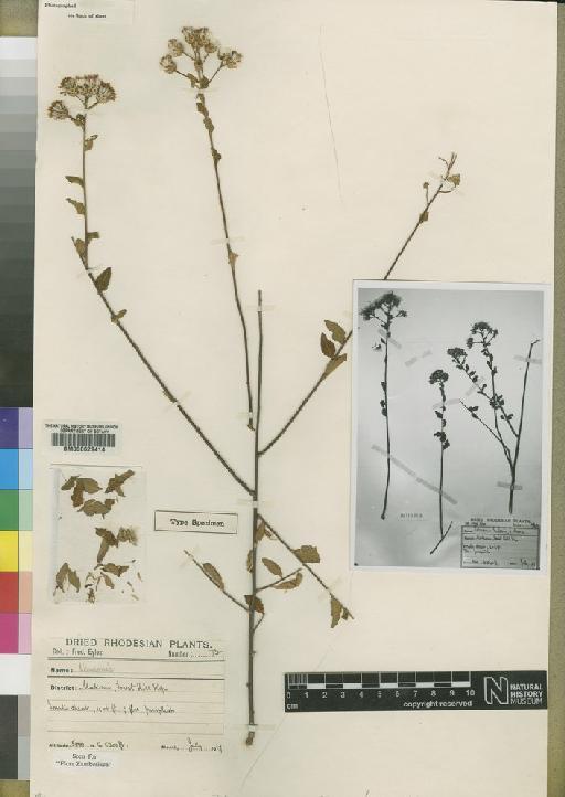 Vernonia eylesii Moore - BM000629414