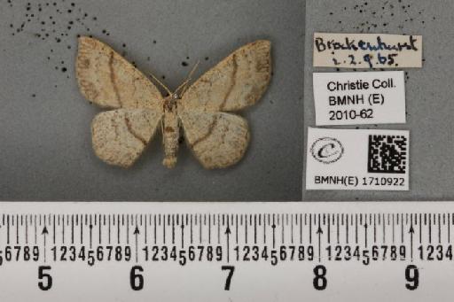 Cyclophora porata (Linnaeus, 1767) - BMNHE_1710922_275616