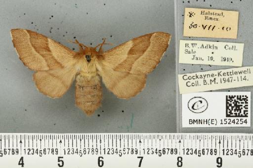 Malacosoma neustria (Linnaeus, 1758) - BMNHE_1524254_190608