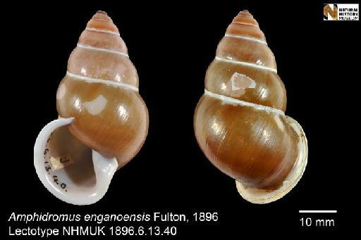 Amphidromus engansensis Fulton, 1896 - 1896.6.13.40, LECTOTYPE, Amphidromus engansensis Fulton, 1896