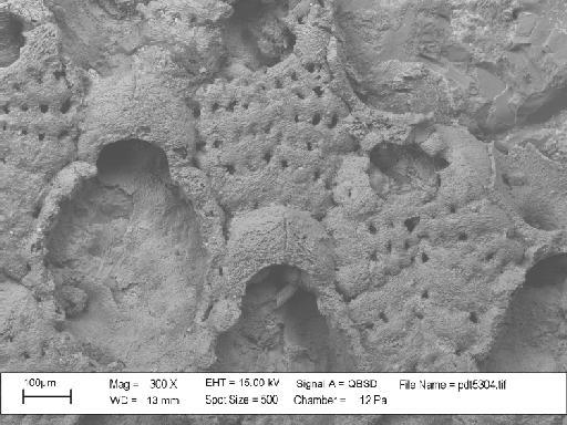 Castanopora dorothyae Taylor & McKinney, 2006 - PI BZ 5191 - Castanopora