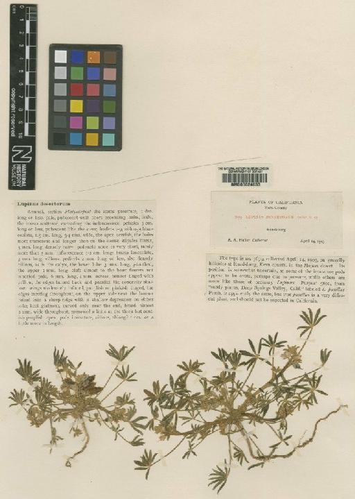 Lupinus concinnus var. pallidus (Brandegee) C.P.Sm. - BM000624633