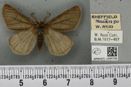 Phigalia pilosaria (Denis & Schiffermüller, 1775) - BMNHE_1895770_456652