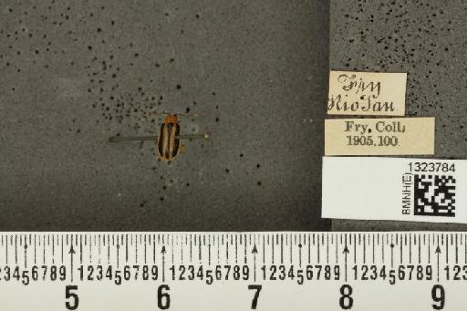 Acalymma bivittulum (Kirsch, 1883) - BMNHE_1323784_20532