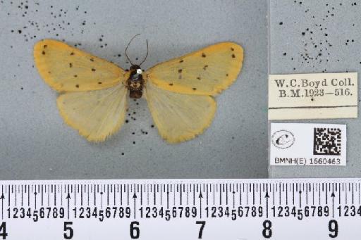 Setina irrorella (Linnaeus, 1758) - BMNHE_1660463_258899